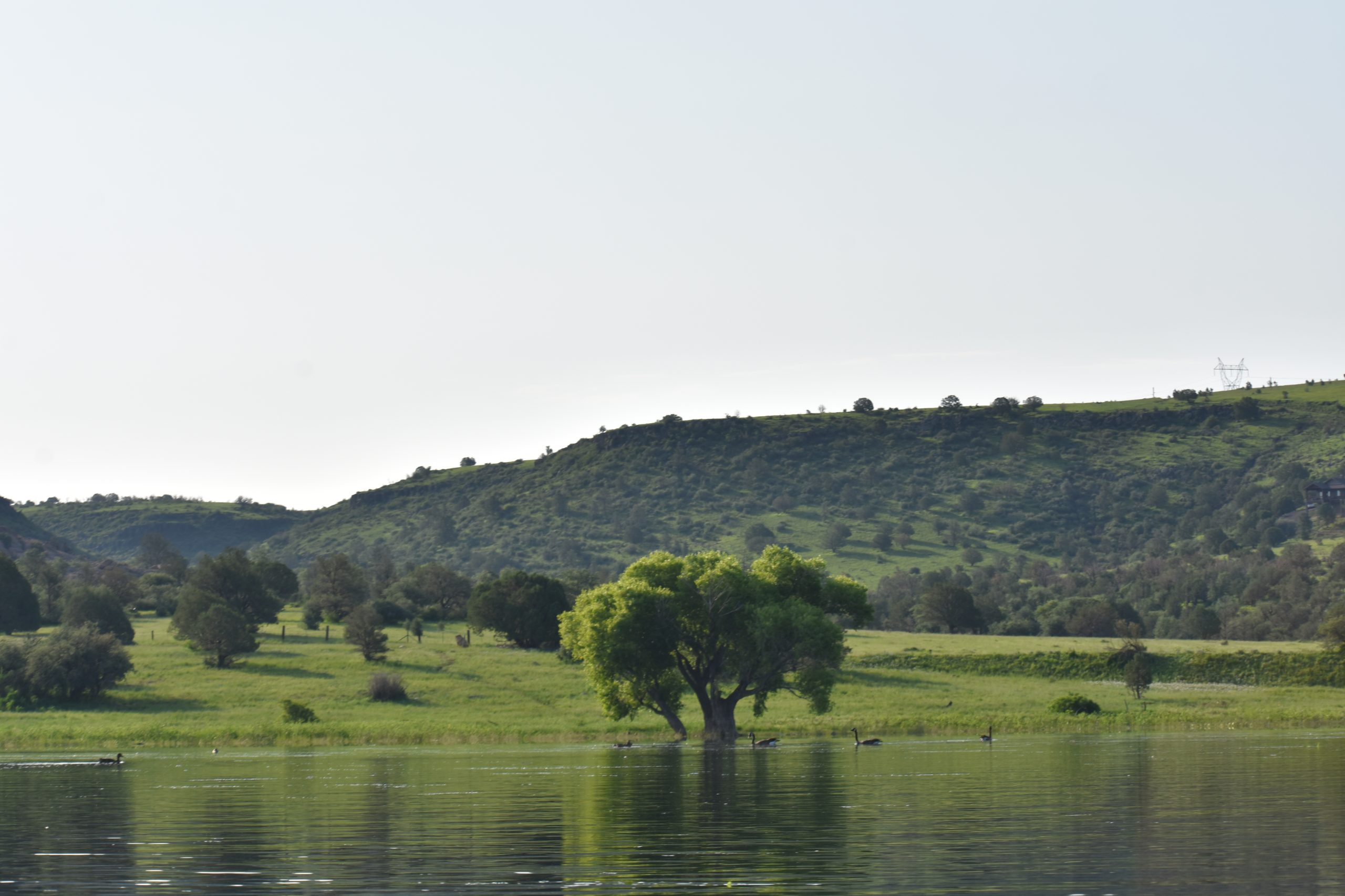 A tree in the middle of a green field.