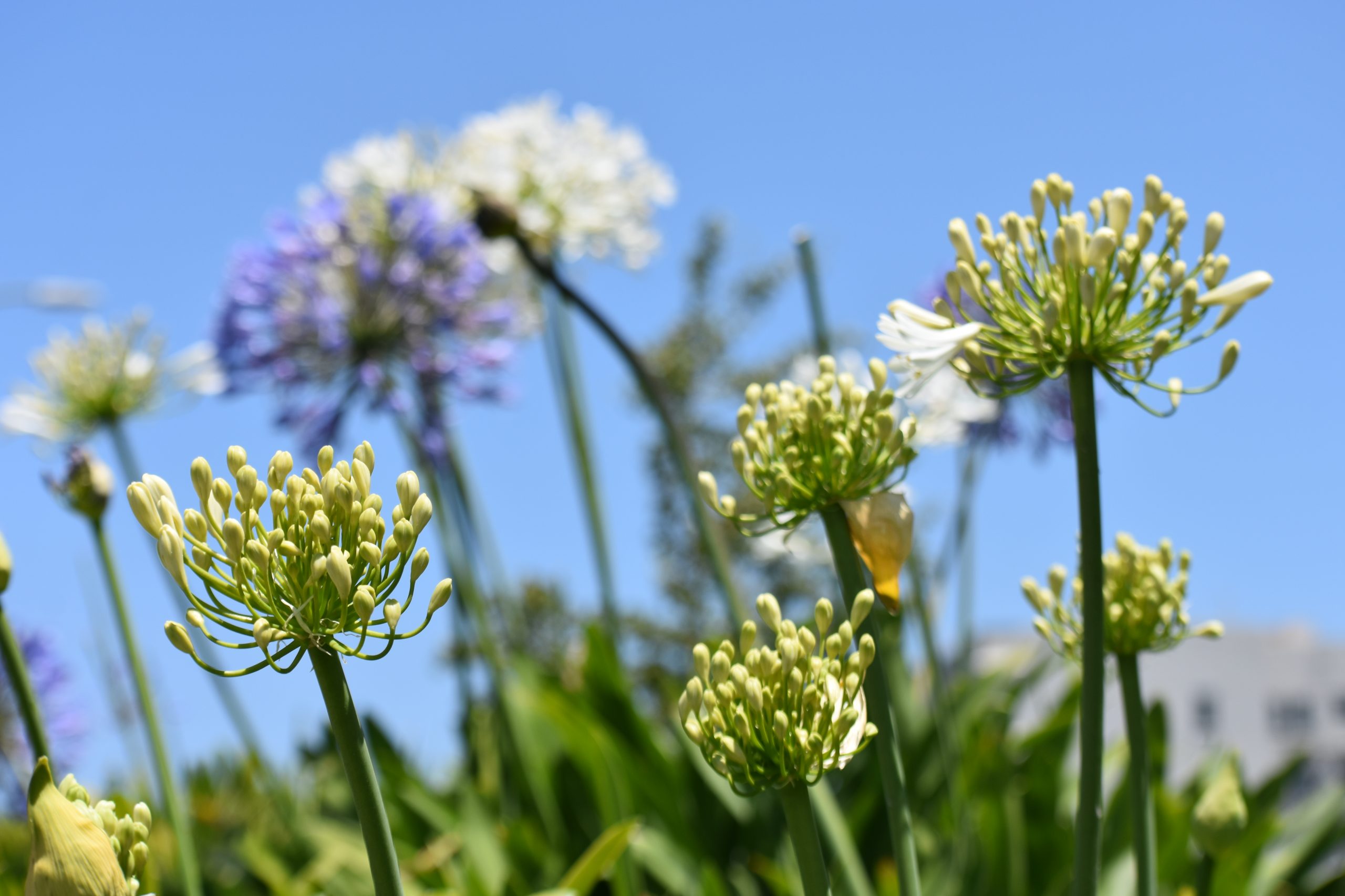 A close up of some flowers in the grass