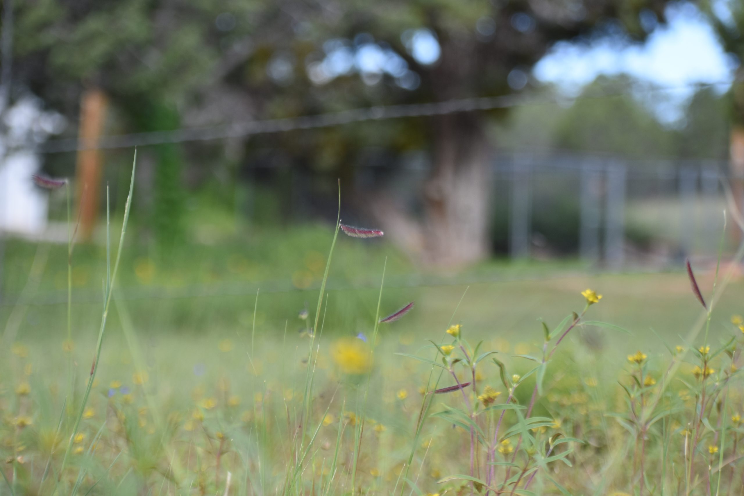 A bird flying over some grass in the middle of a field.