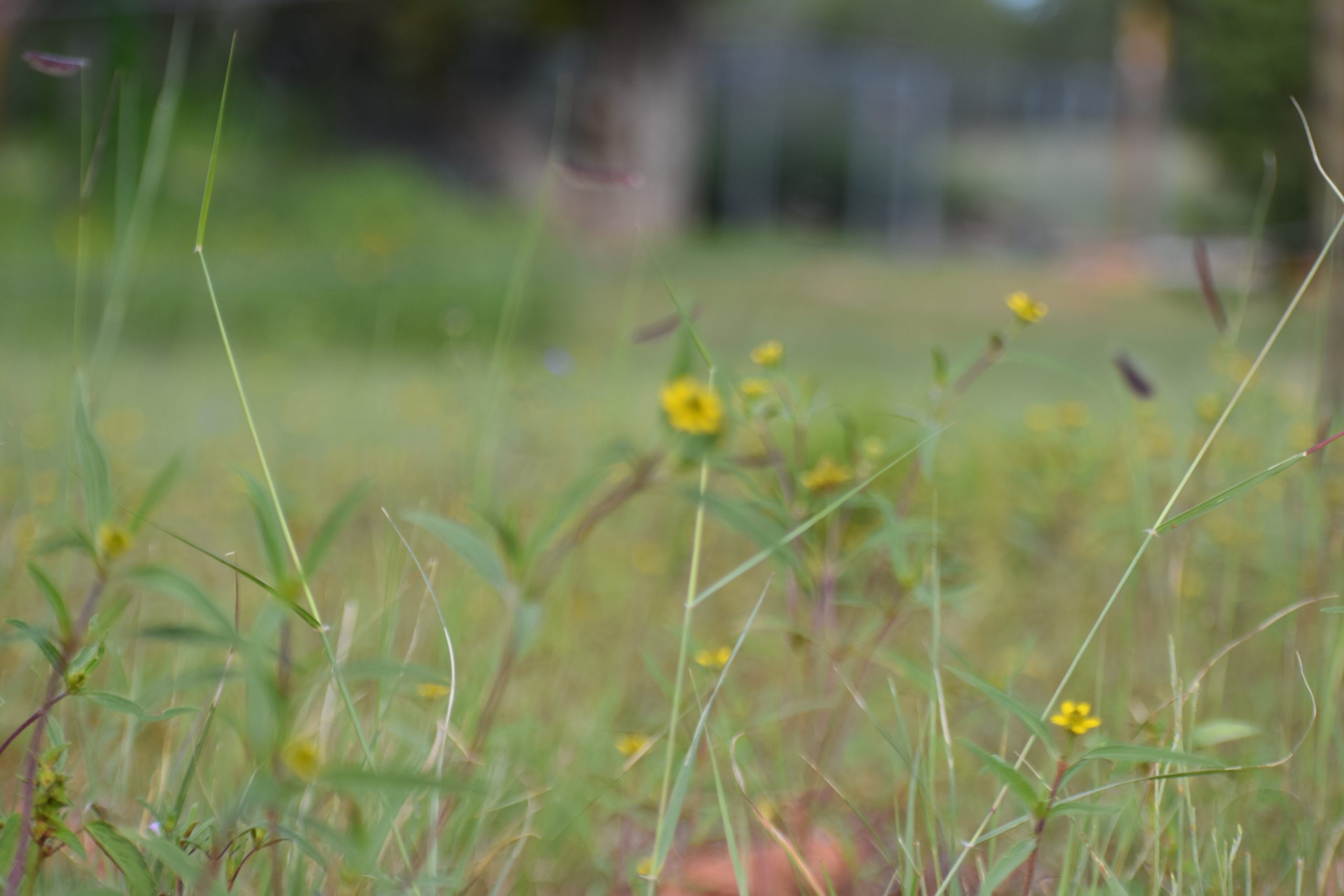 A field with yellow flowers in the grass.