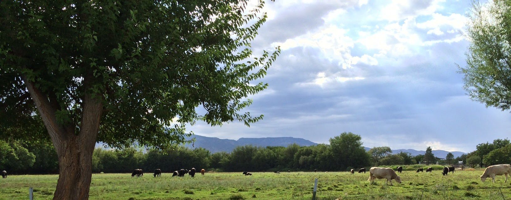 A herd of cattle grazing in an open field.