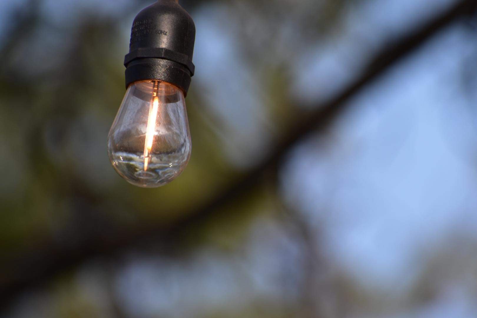 A light bulb hanging from the ceiling of a tree.