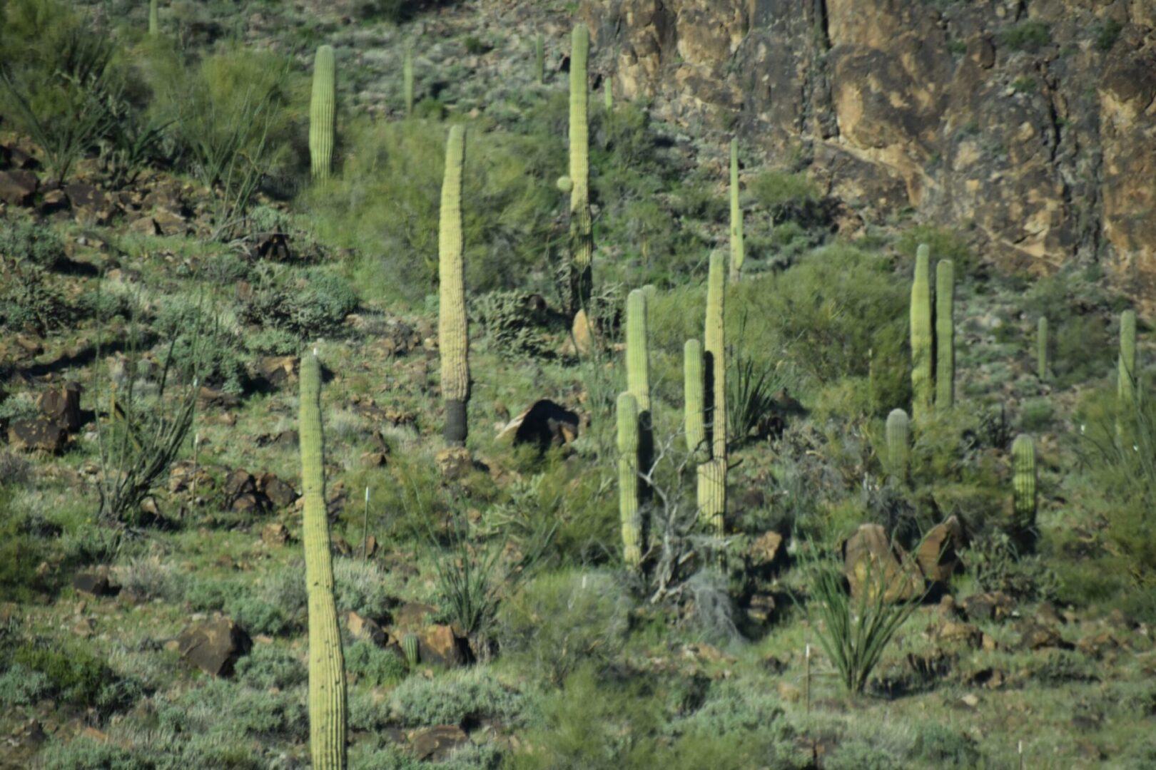 A group of tall cactus growing in the desert.