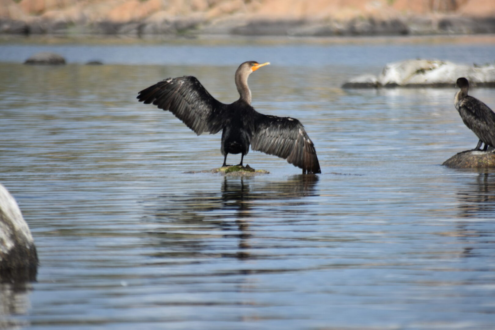 A bird with wings spread standing in water.