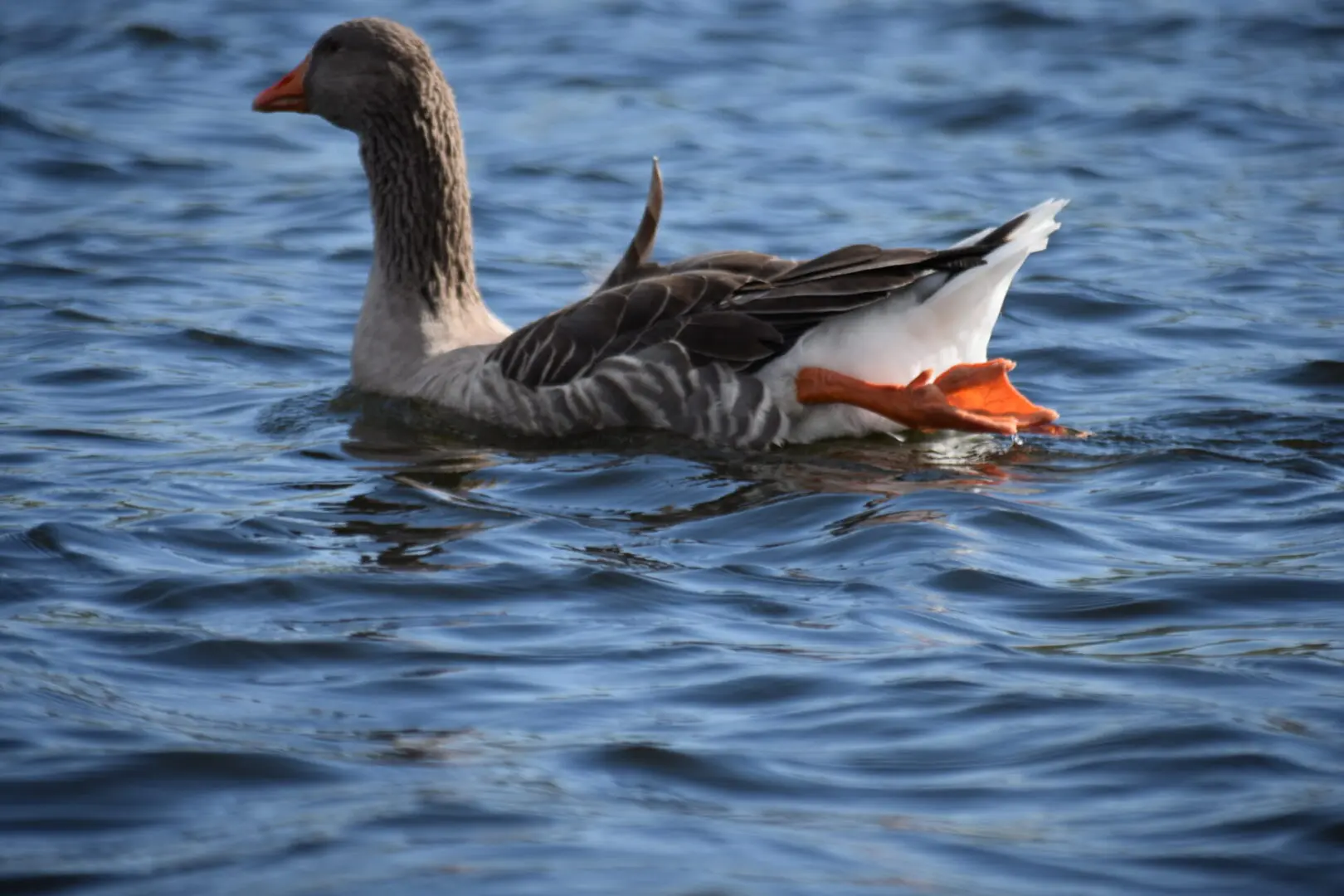 A duck swimming in the water with its head down.