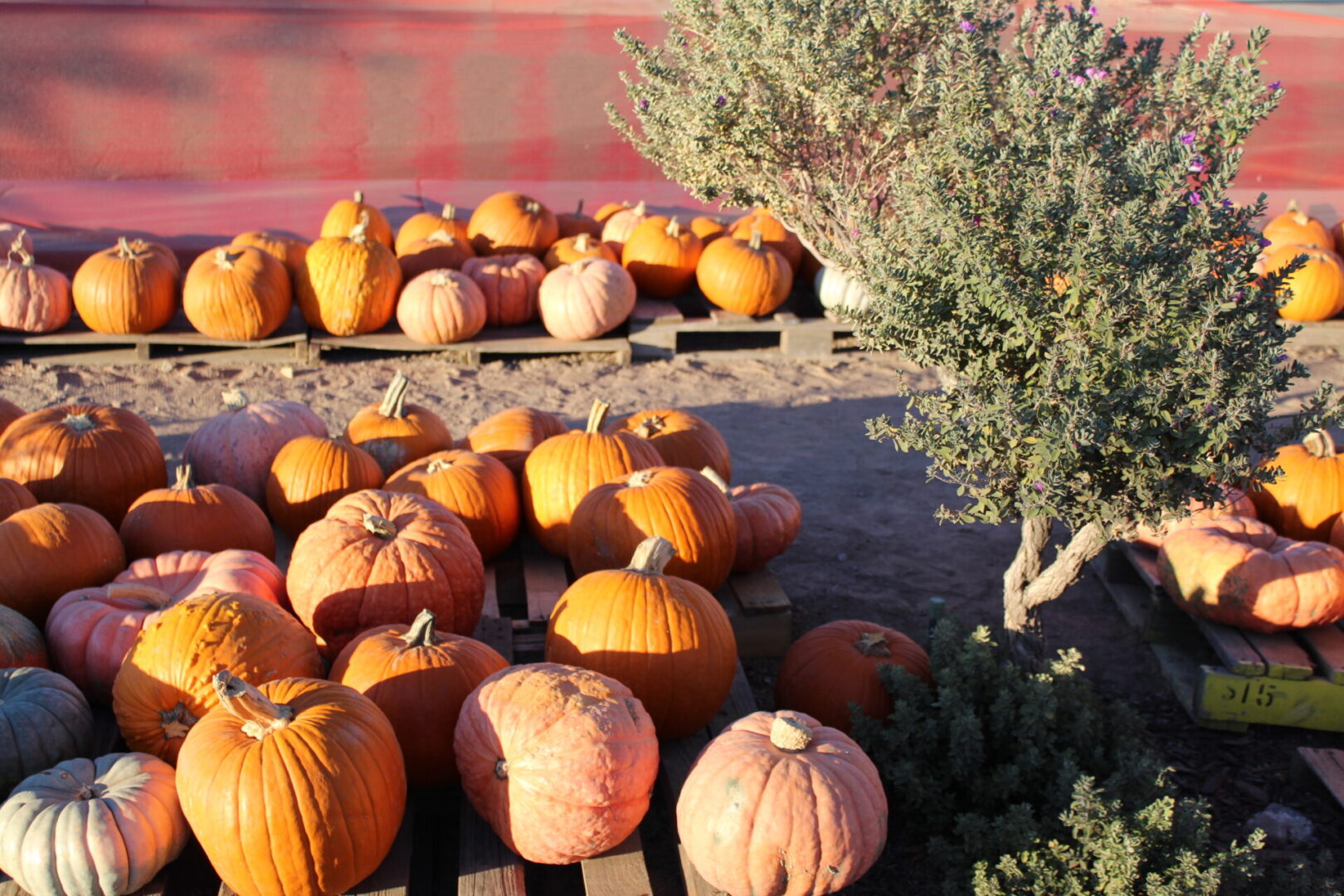 A pile of pumpkins sitting on top of a wooden board.