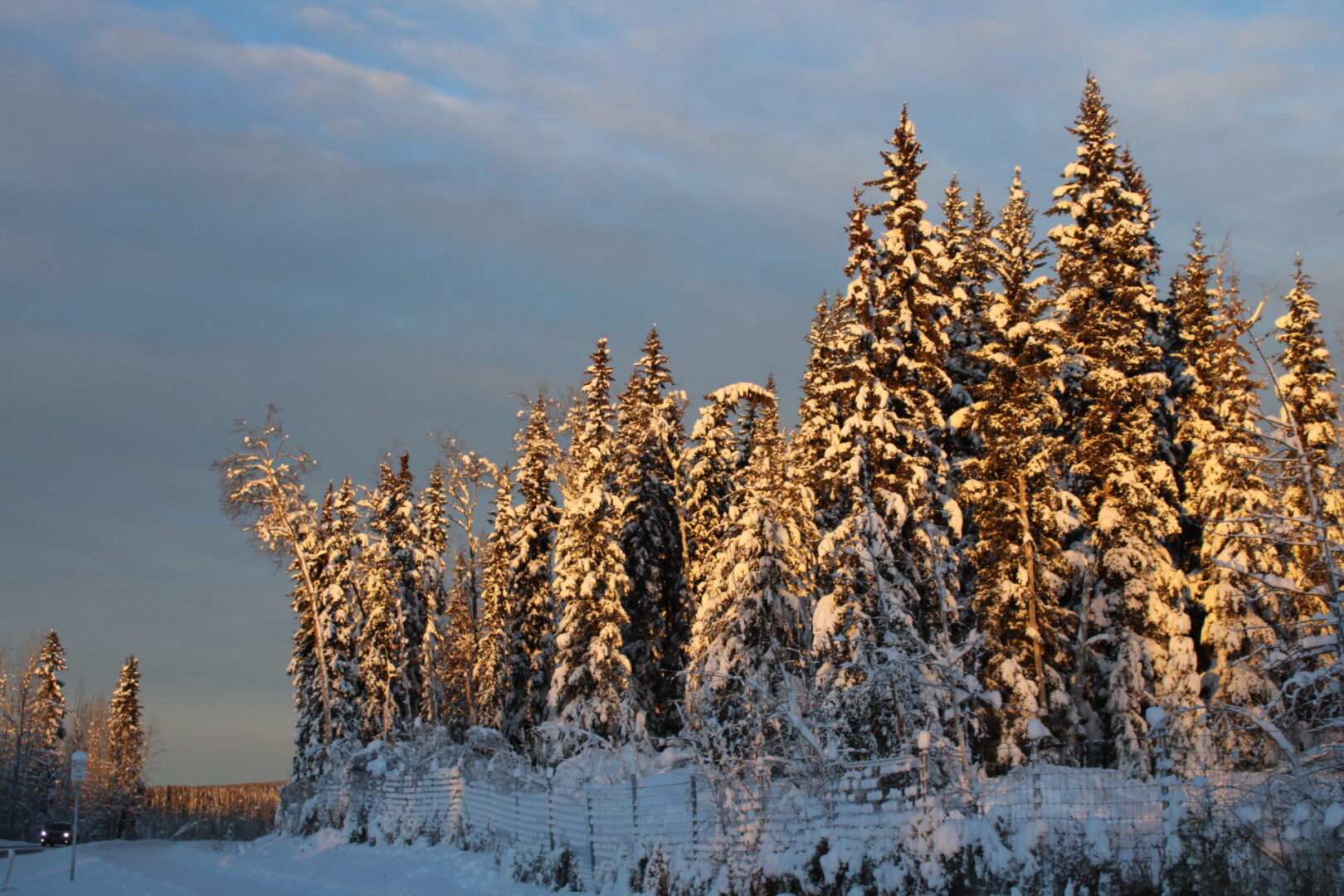 A group of trees that are covered in snow.