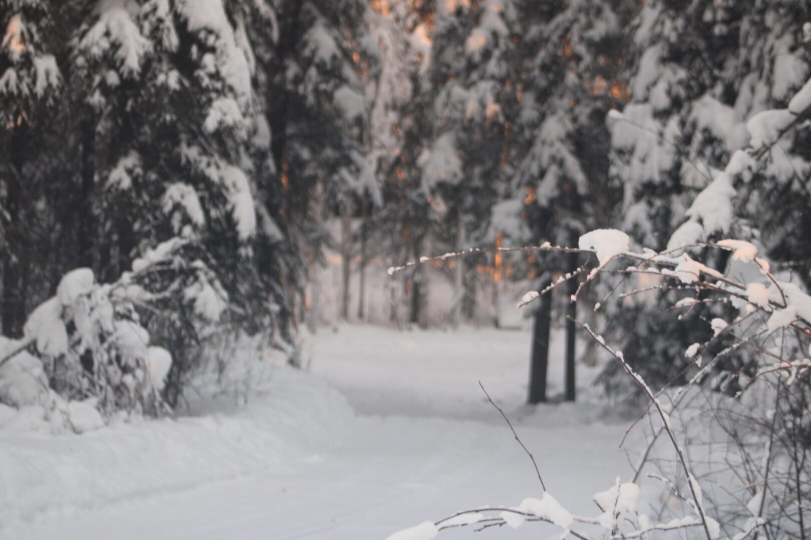 A snowy path in the woods with trees