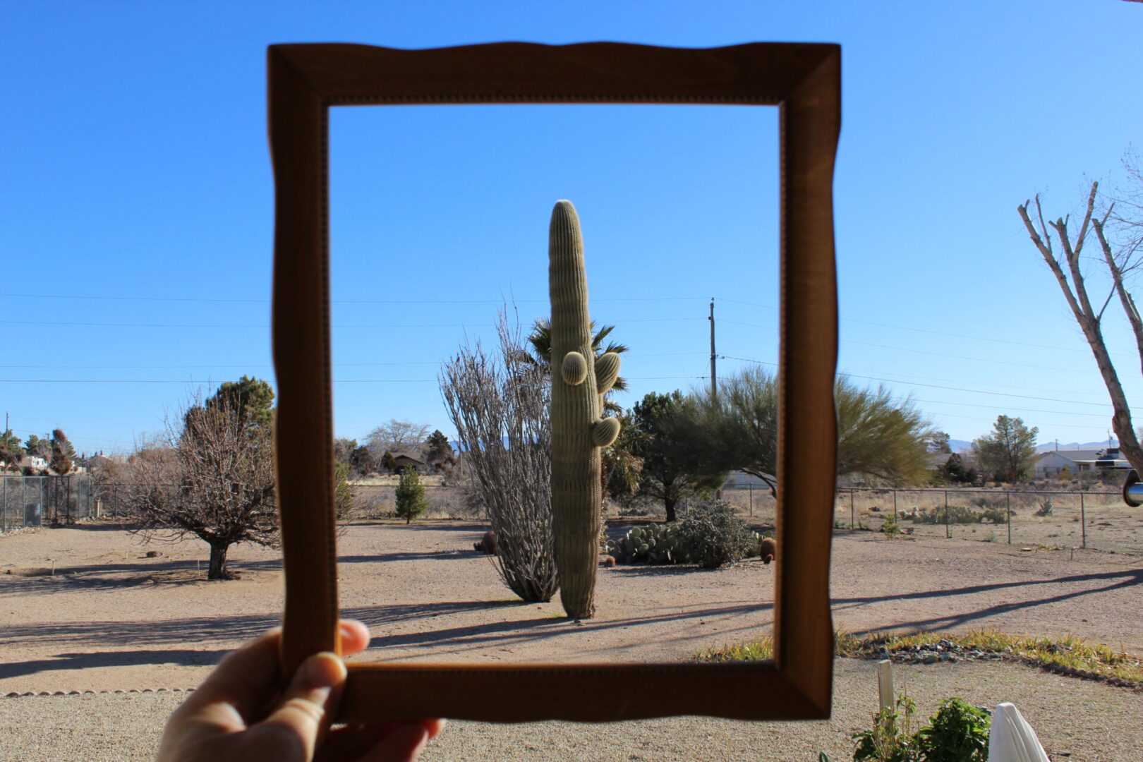 A person holding up a picture frame with a cactus in the background.