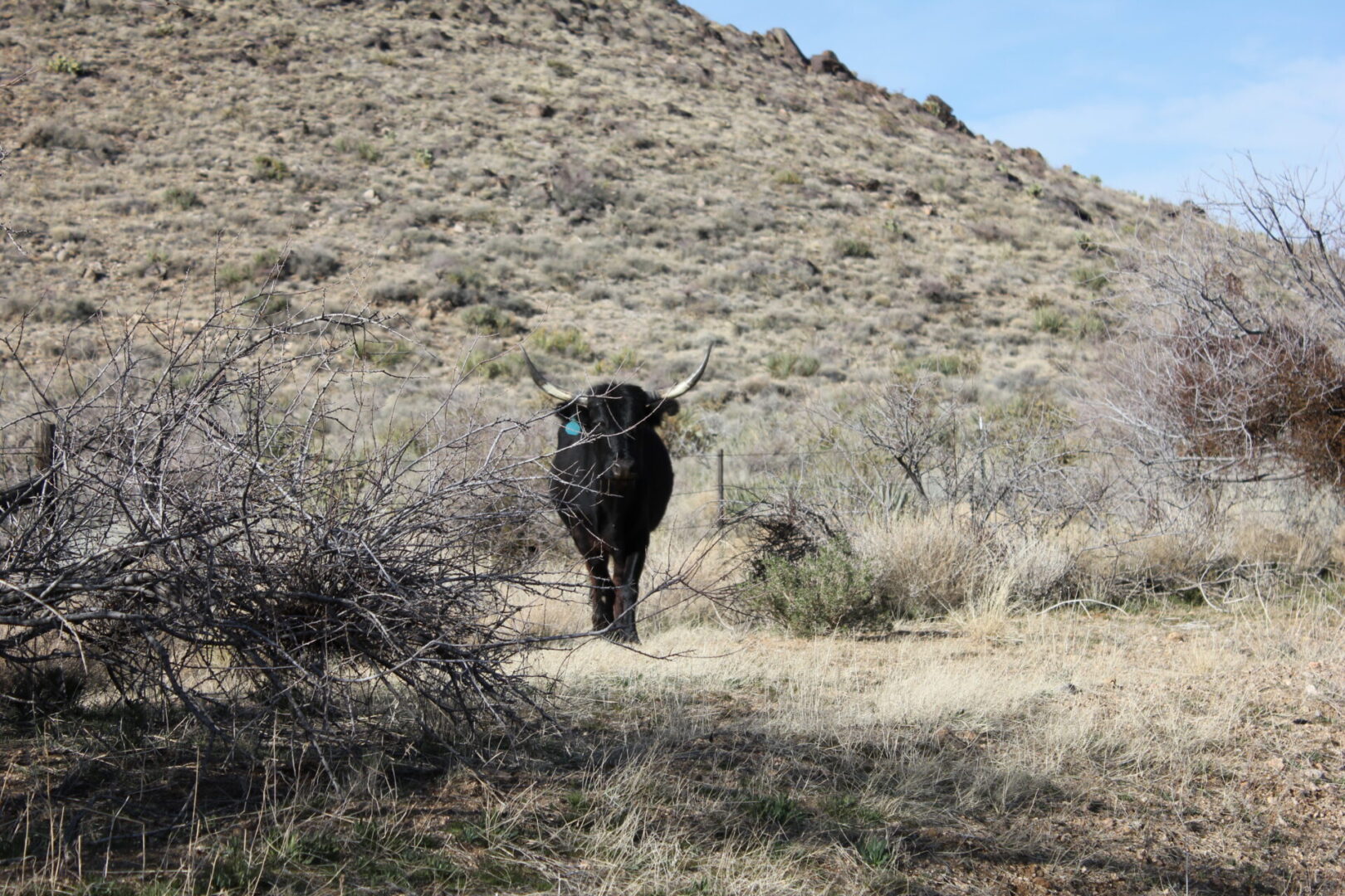 A black cow walking in the grass near some bushes.