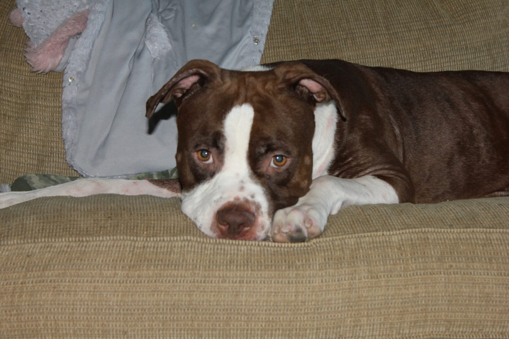 A brown and white dog laying on top of a couch.