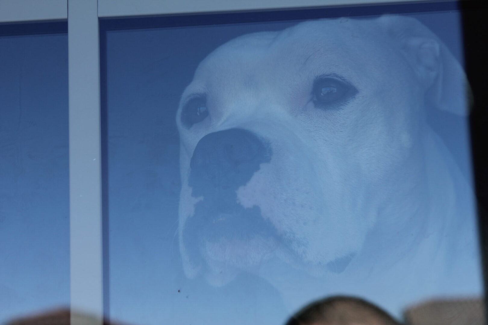 A dog is shown in front of a screen.