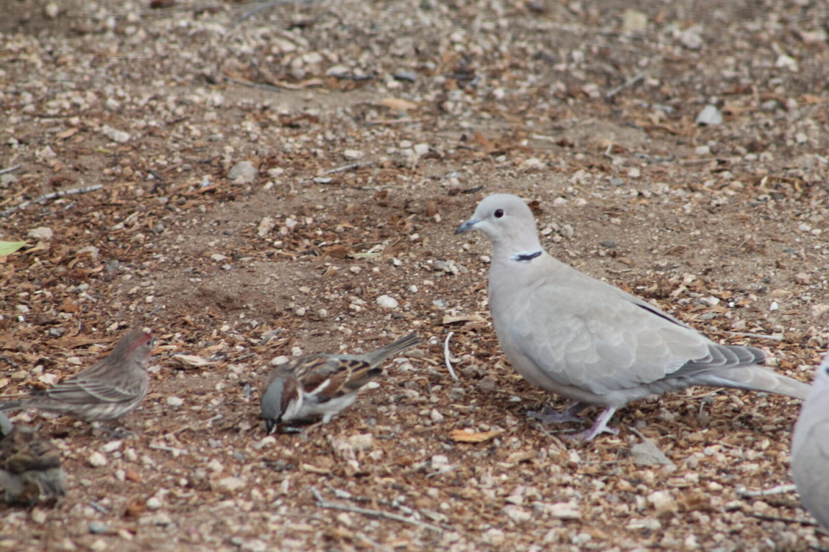 A bird is standing next to a dead animal.