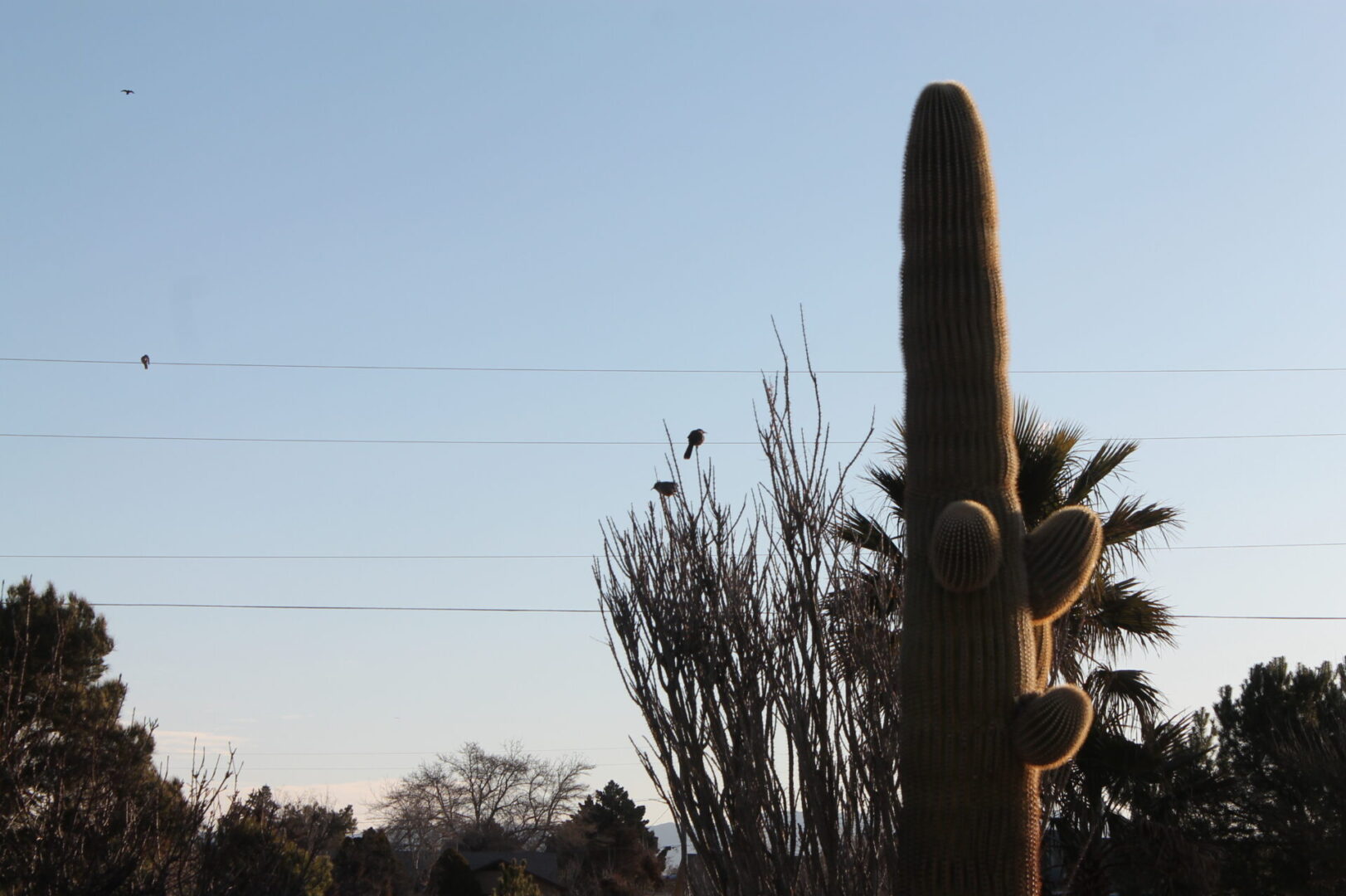 A cactus is shown in front of some trees.