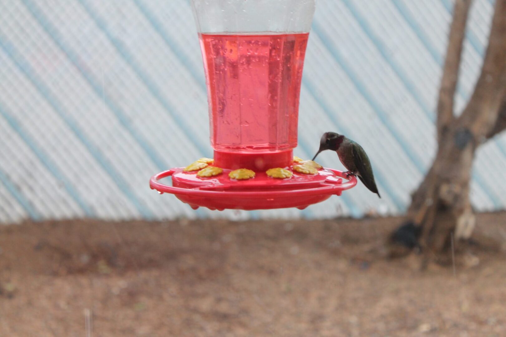 A hummingbird is perched on top of a feeder.