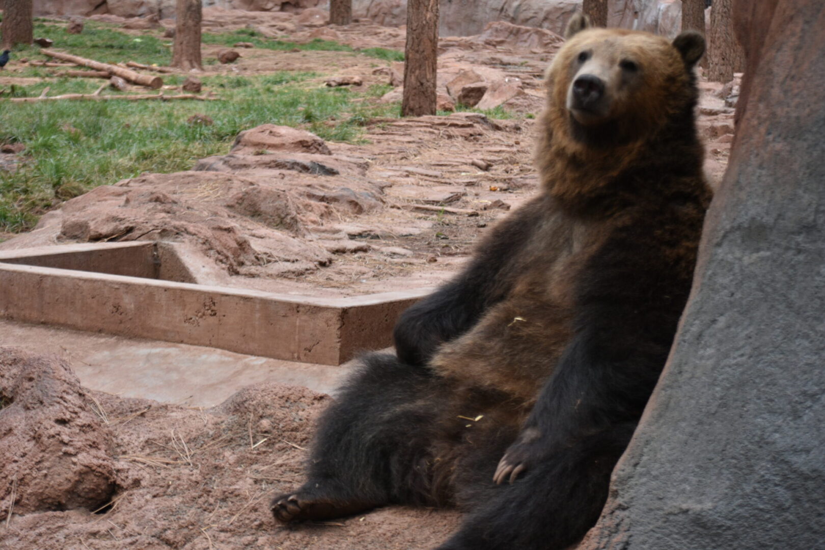 A bear is sitting on the ground in his pen.