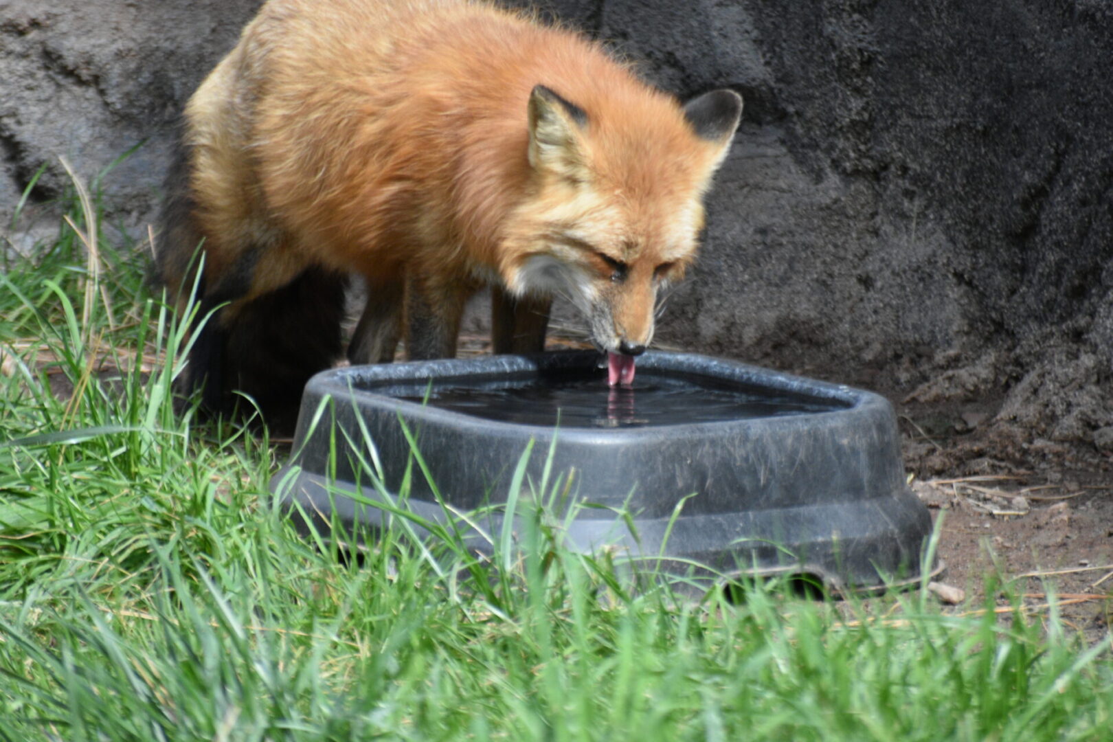 A fox drinking water from a bowl in the grass.