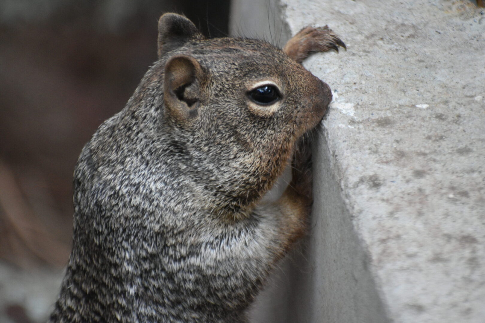 A squirrel is leaning against the wall