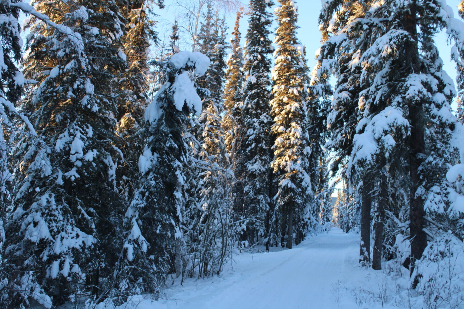 A snowy path through the trees in the woods.