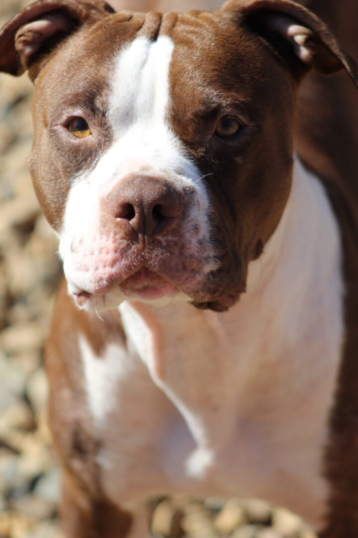 A brown and white dog is looking at the camera.