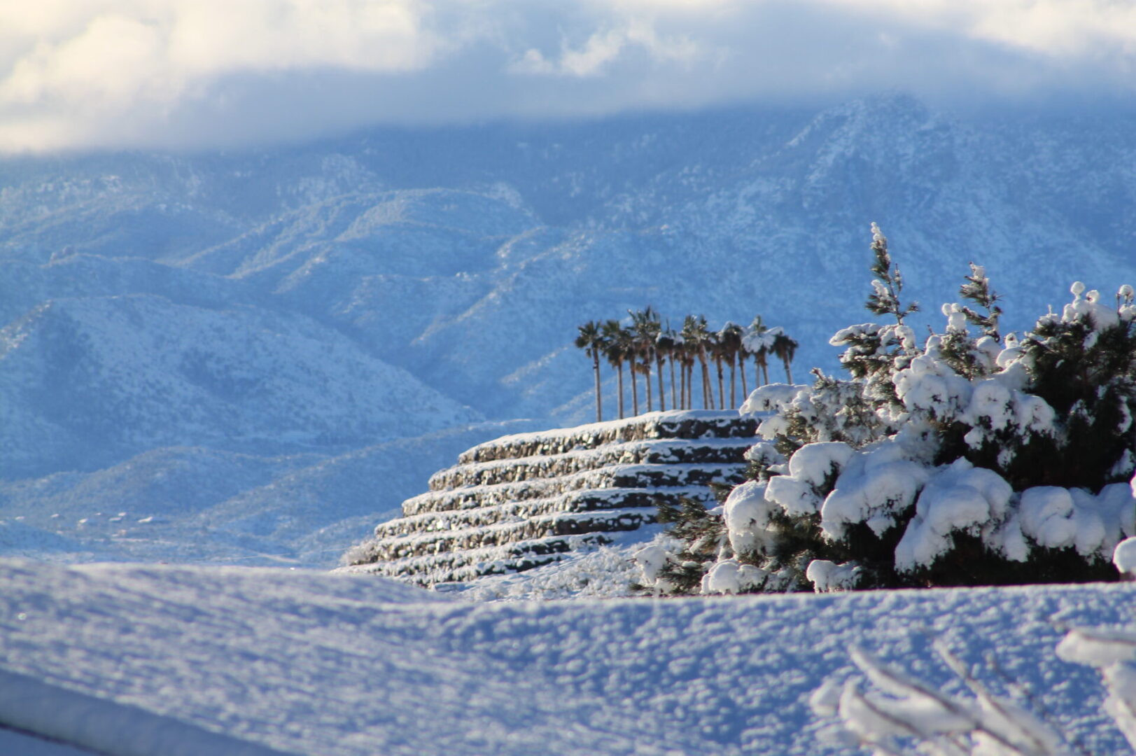 A snowy mountain with trees and bushes on top of it.