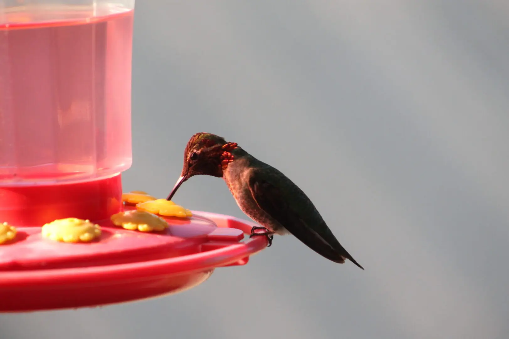 A hummingbird is standing on the edge of a bird feeder.