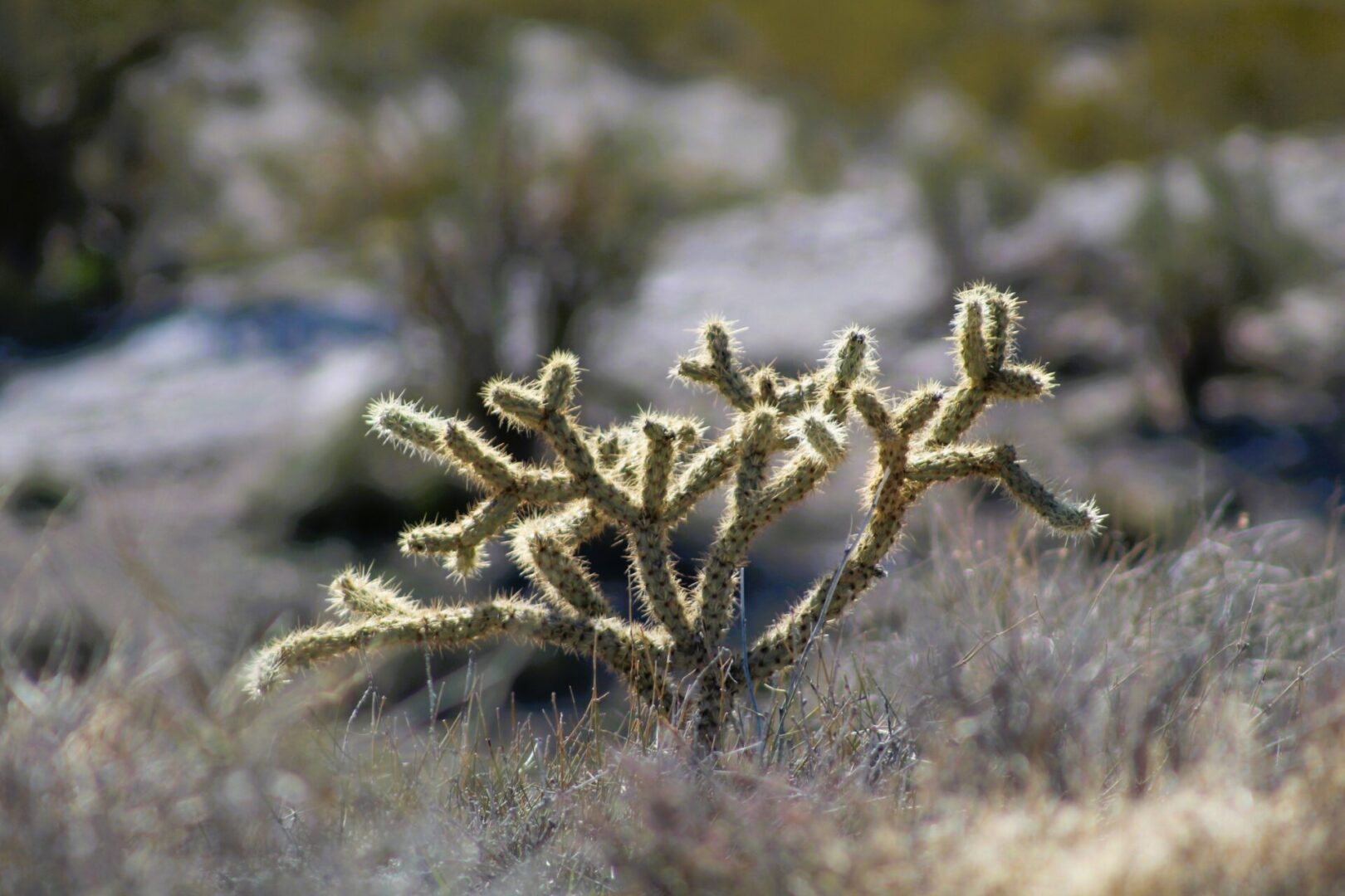 A close up of some plants in the desert