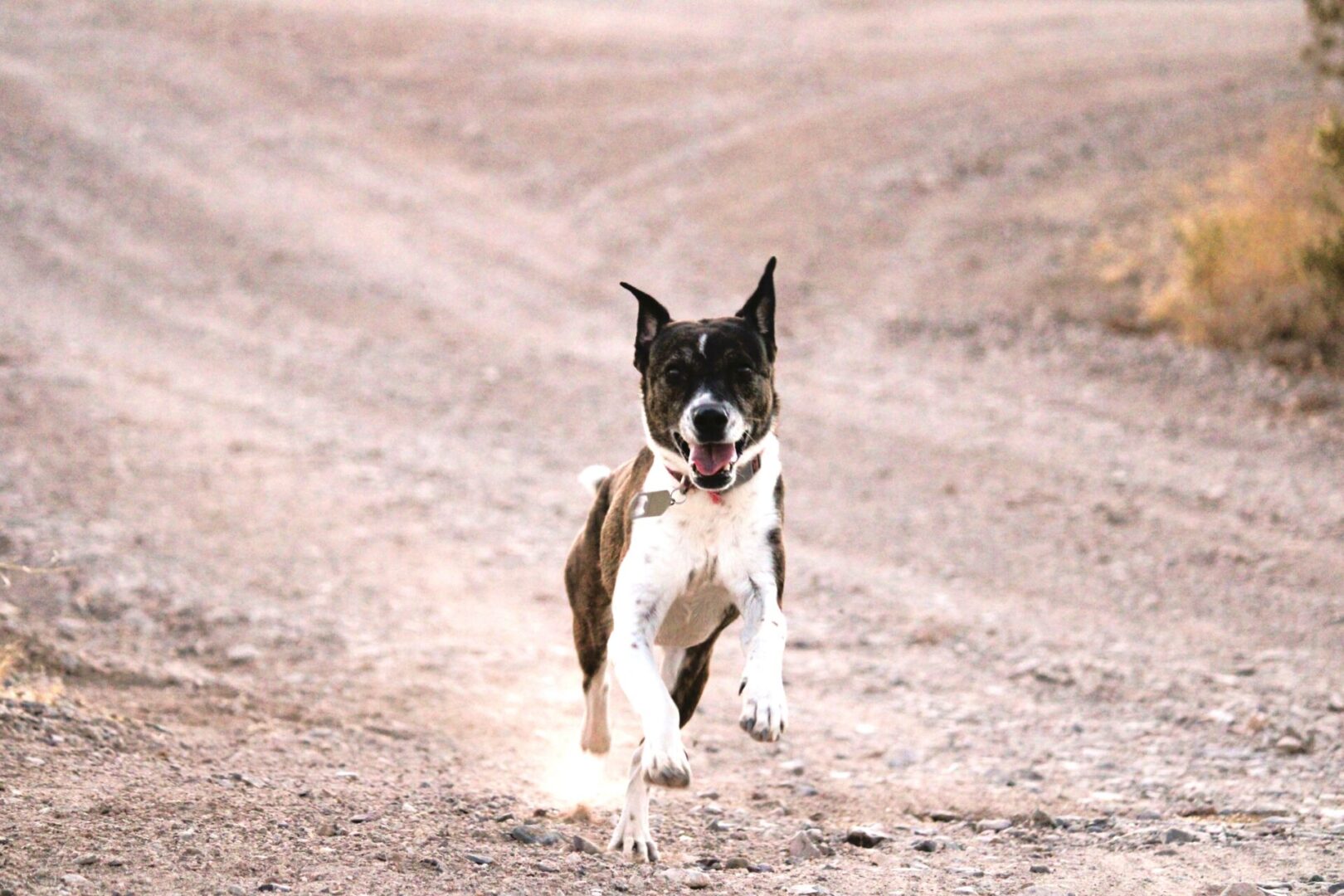 A dog running on the dirt with its tongue hanging out.