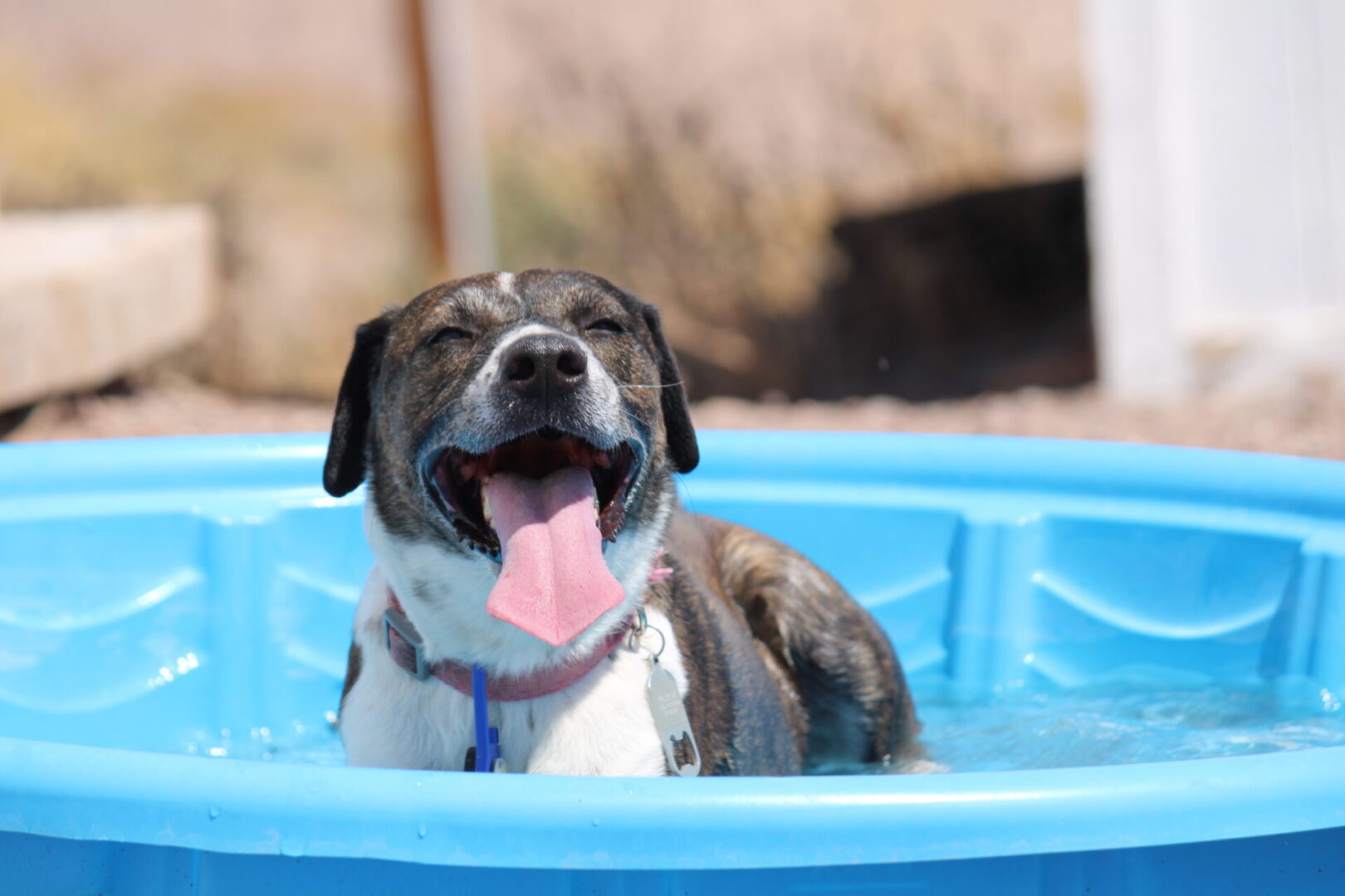 A dog is sitting in the pool and smiling.