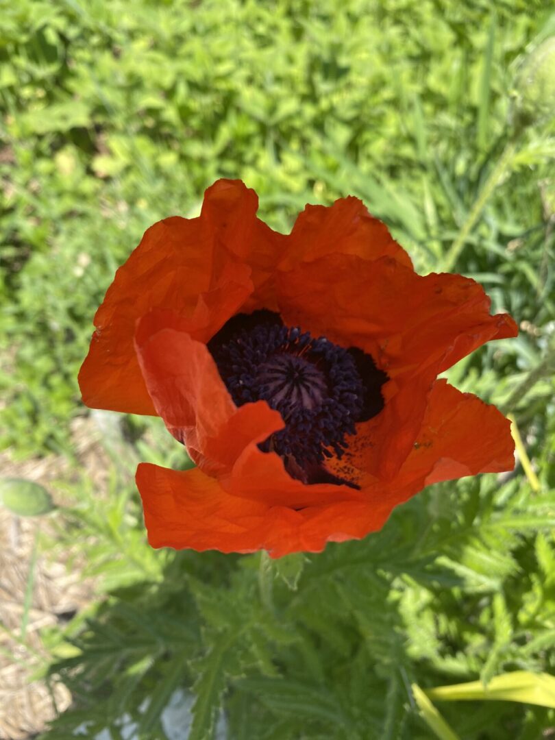 A red flower with black center in the middle of it.