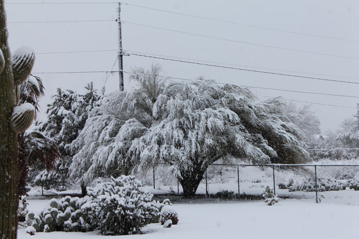 A tree with snow on it and power lines in the background.