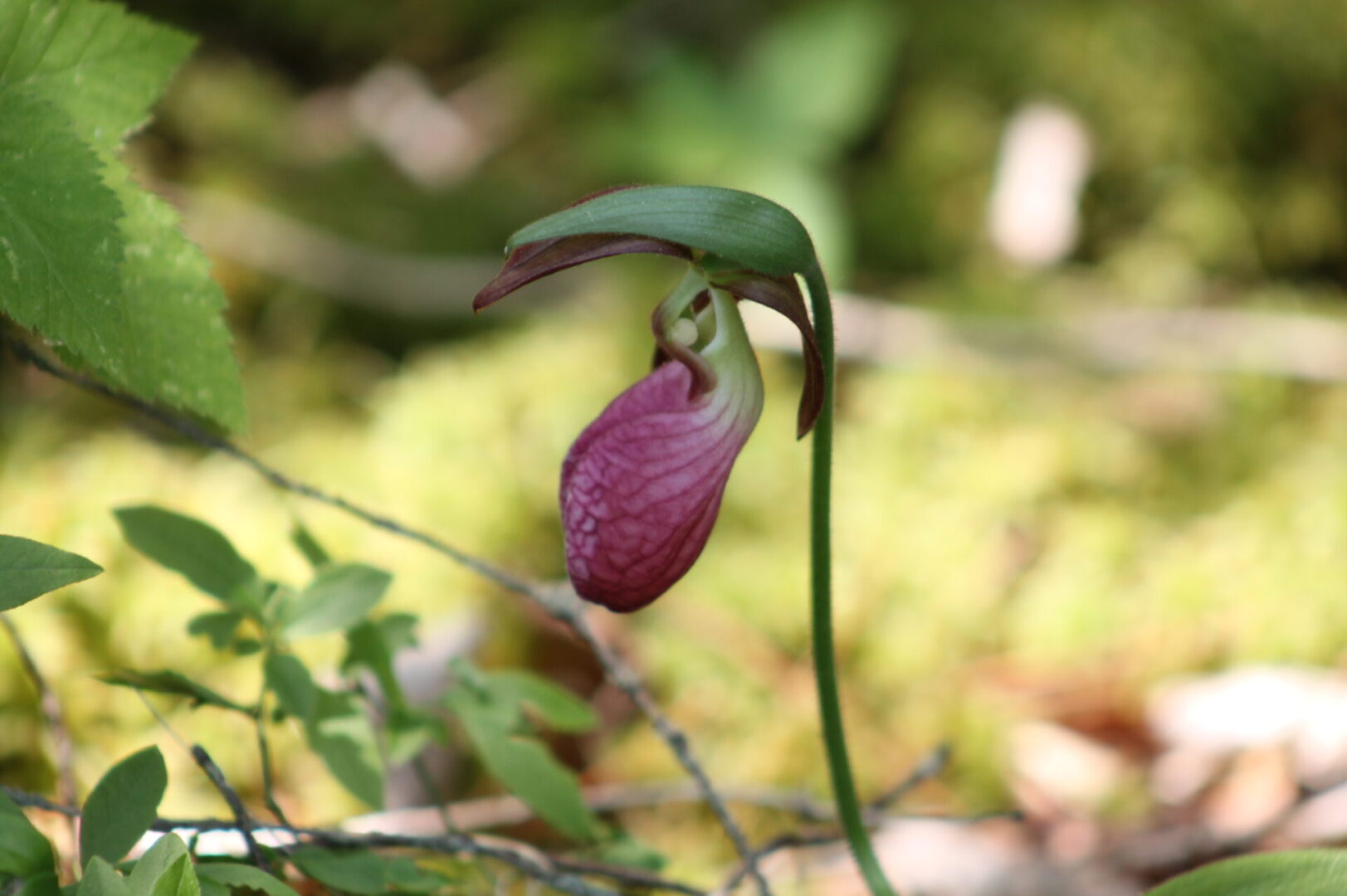 A flower that is growing in the grass.