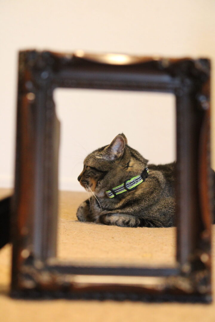 A cat sitting in front of a mirror.