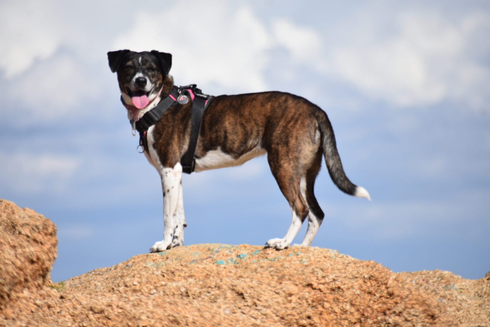 A dog standing on top of a hill.