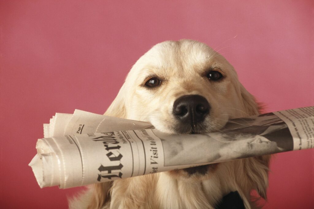 A dog holding newspaper in its mouth.